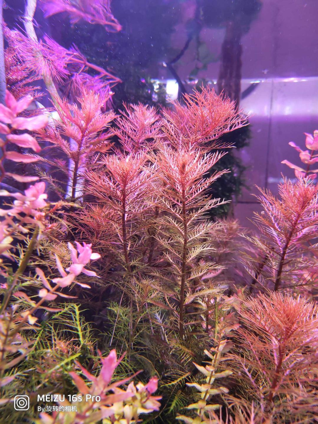 出一份水草红雨伞绿绿蝴蝶古巴叶底红螺旋烟花