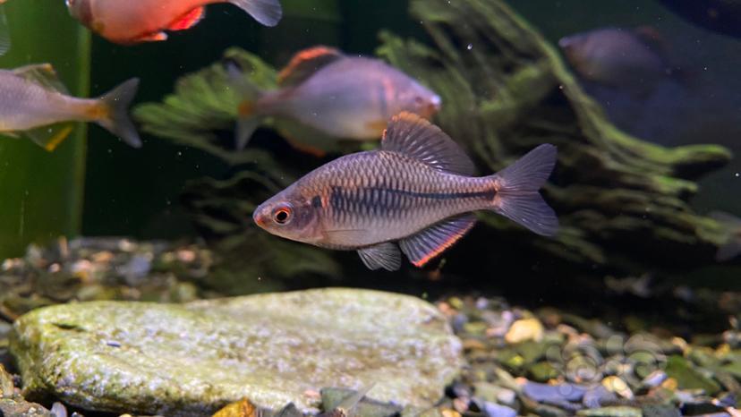 方氏鳑鲏(学名:rhodeus fangi)