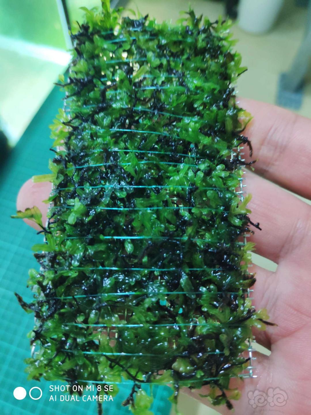 【水草】2020-01-04#RMB拍卖状态超好的厚板翅脉蕨一片-1-图2