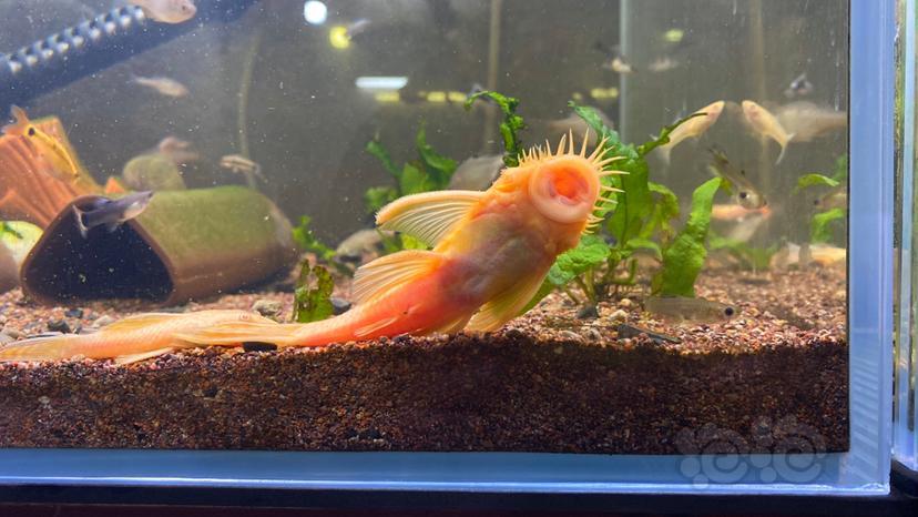 其它雪花胡子种鱼