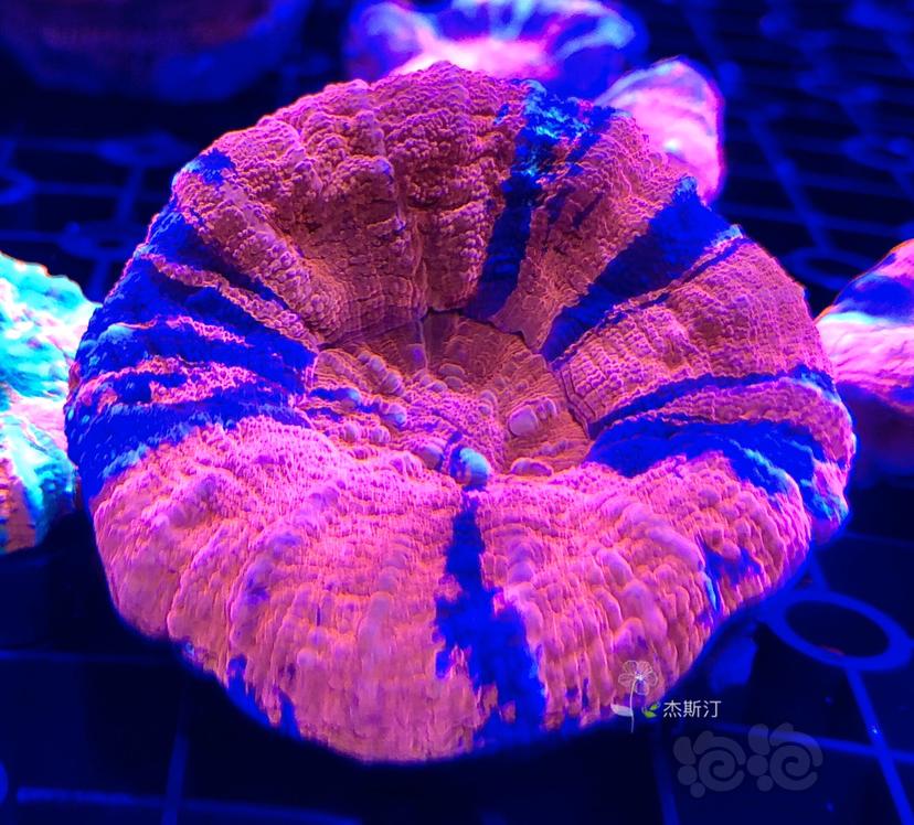 美丽的珊瑚👍🏿-图7