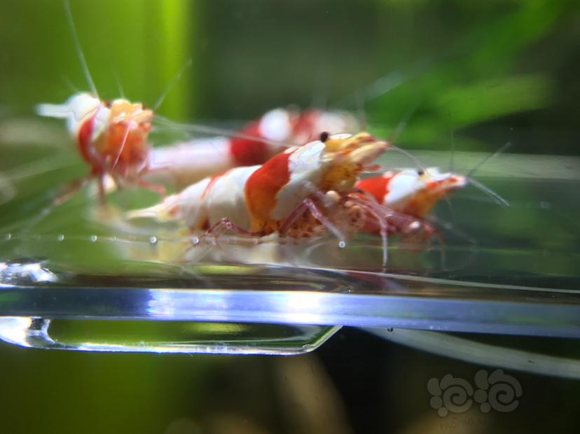 【虾】2020-01-13#RMB拍卖红白水晶虾10只。-图3