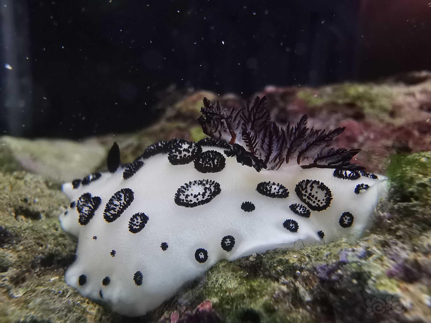 好可愛的白海兔-图2