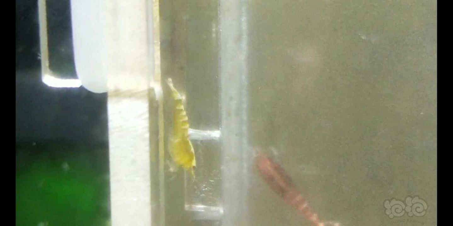 GEF繁殖黄色鱼骨水晶虾-图2