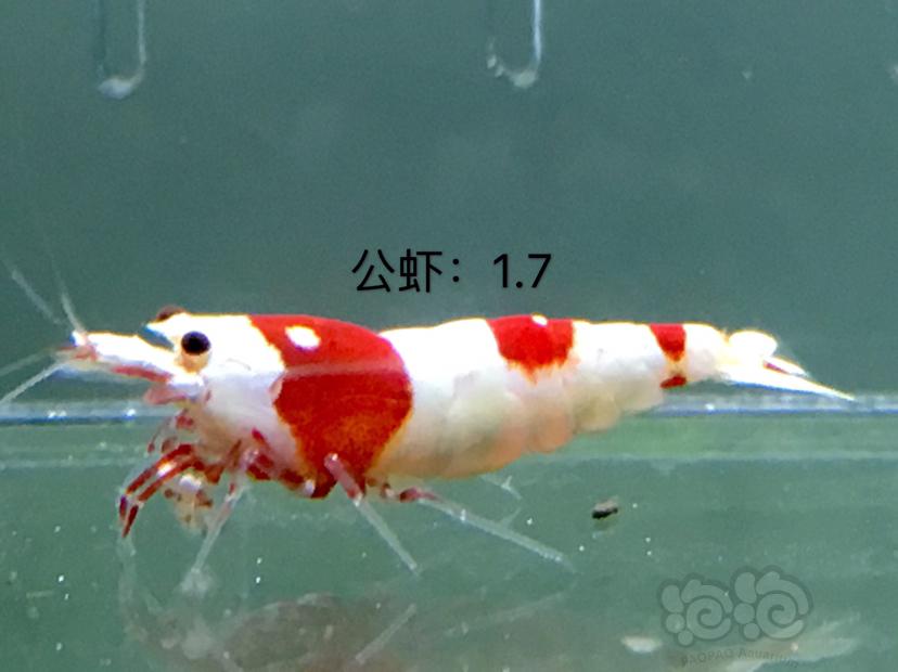 【虾】2020-01-07#RMB拍卖四公十母繁殖组-图1