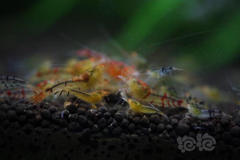 金眼水晶虾😉-图1