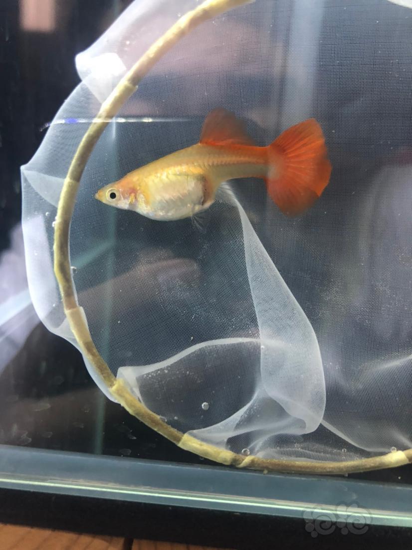 几张图解释下即将要产的母鱼