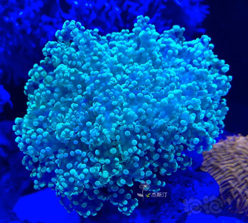 美丽的珊瑚🐝-图9