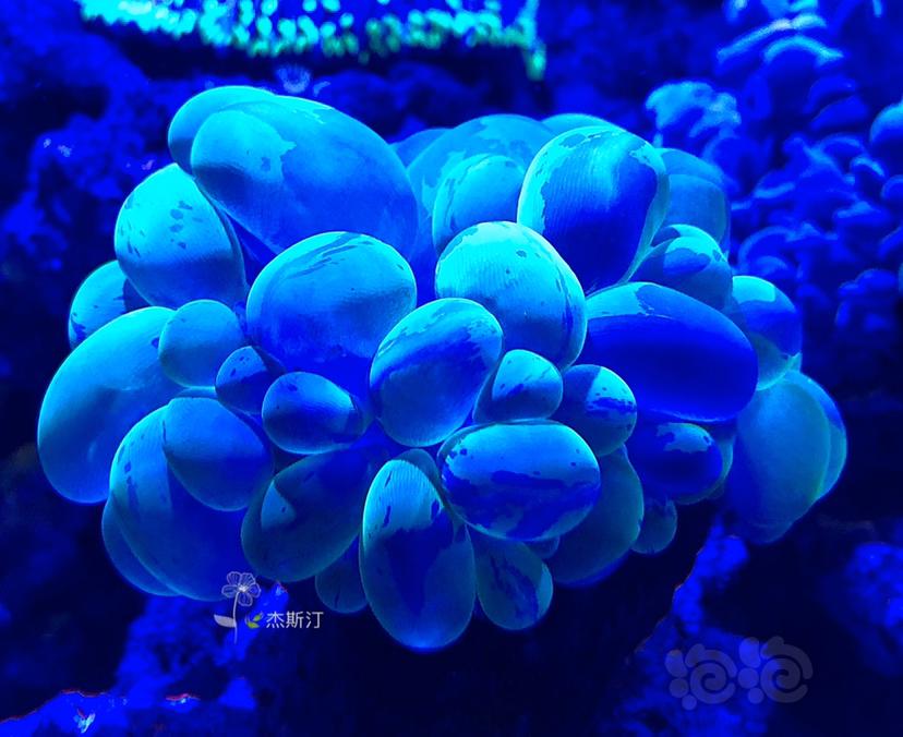 美丽的珊瑚👍🏿-图4