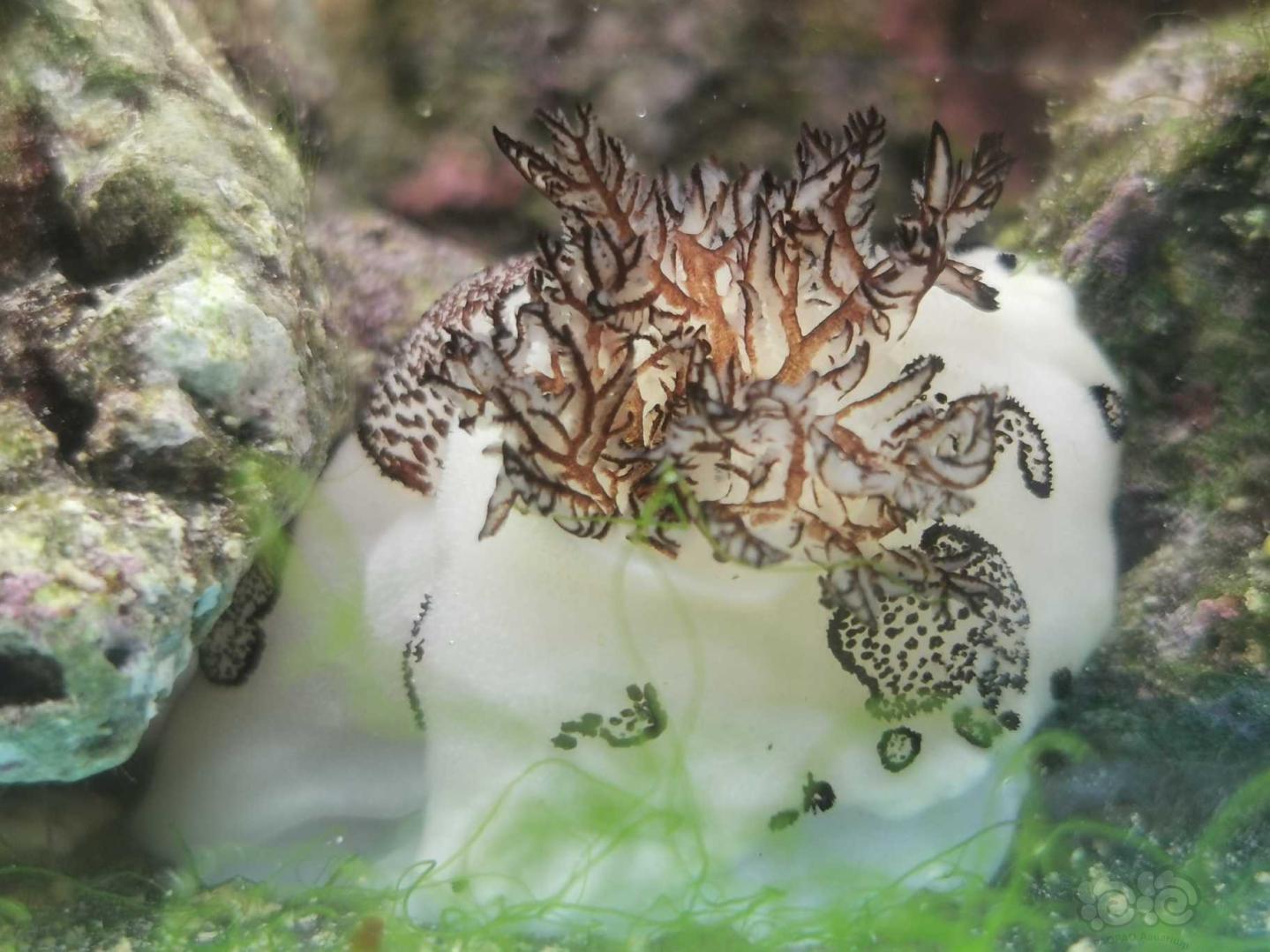 好可愛的白海兔-图3