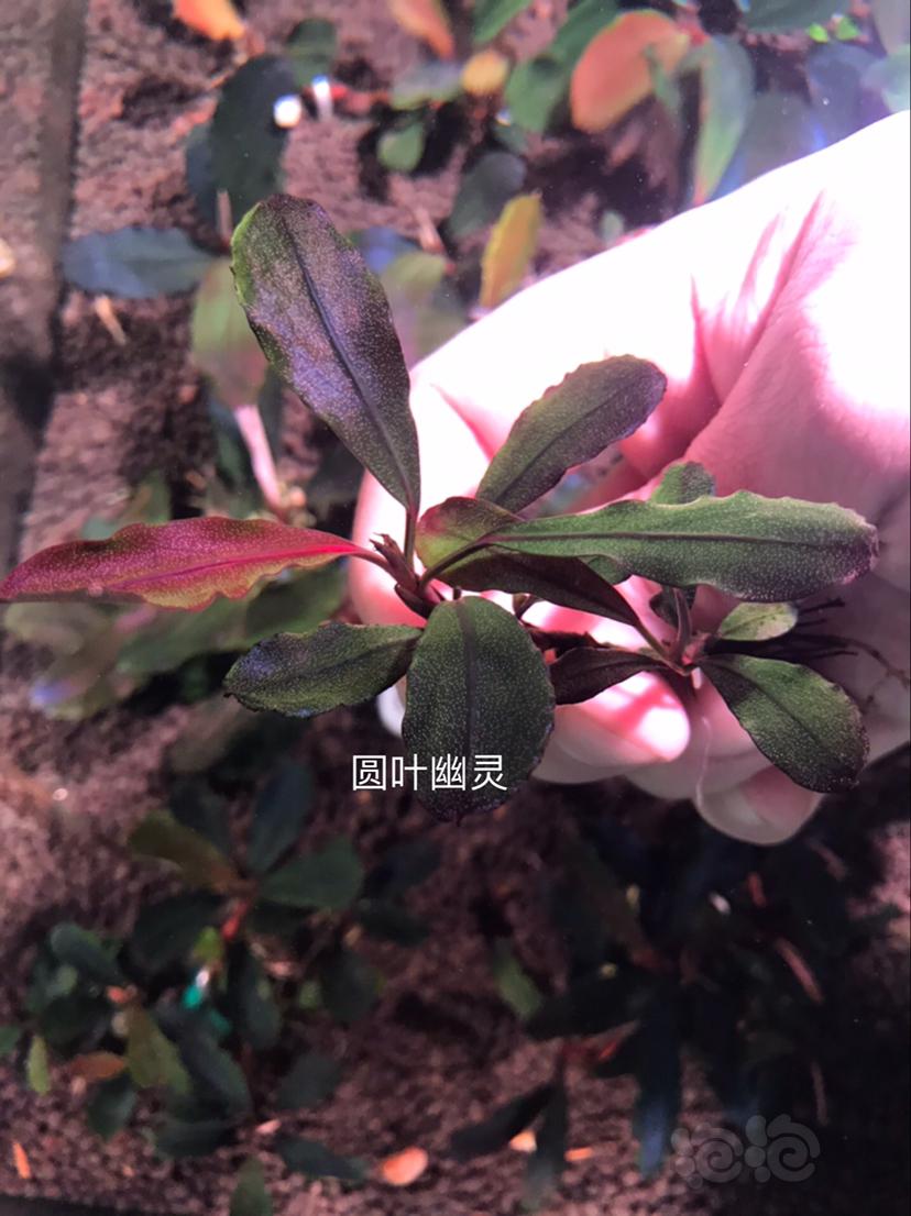 【辣椒榕】北京出售辣椒榕一组20颗，和全品【小橙兔螺】-图3