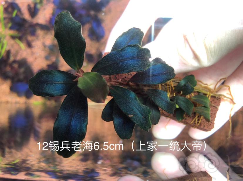 【用品】2020-02-26#RMB拍卖12锡兵老海-图1