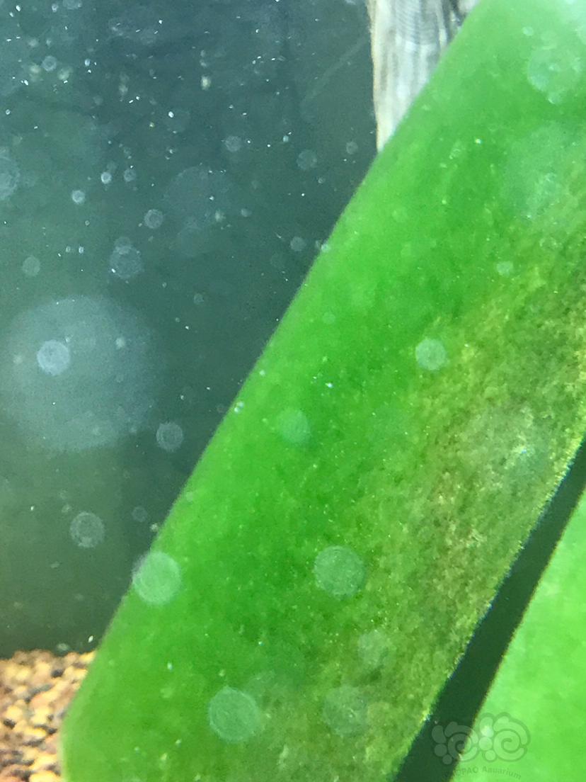 苏虾缸短绒藻-图2