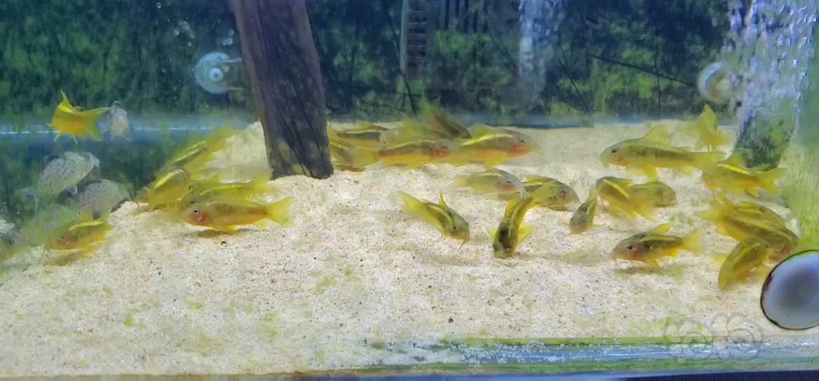 熱帶魚鼠魚異形燈科魚