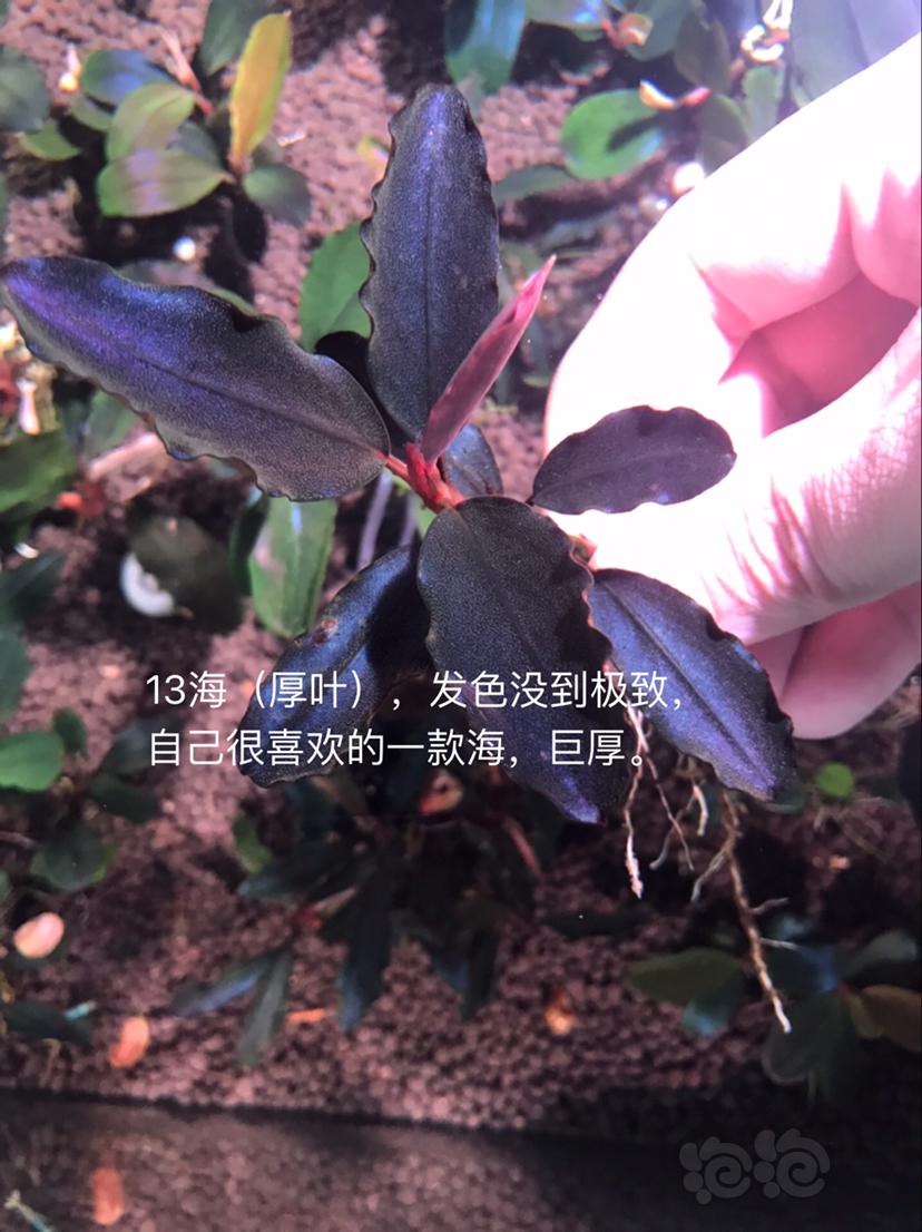 【辣椒榕】北京出售辣椒榕一组20颗，和全品【小橙兔螺】-图2