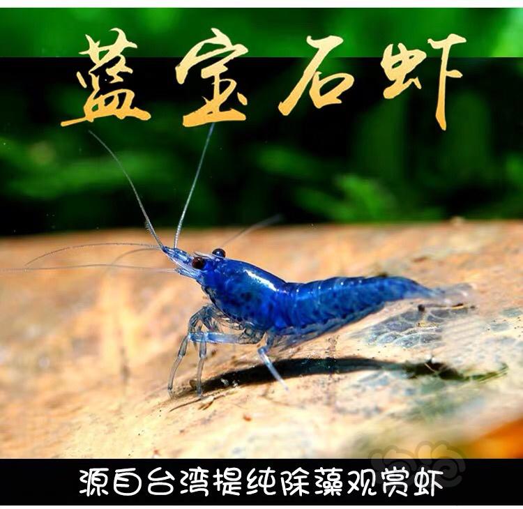 【虾】2020-2-22#RMB拍卖台湾蓝宝石虾-图3