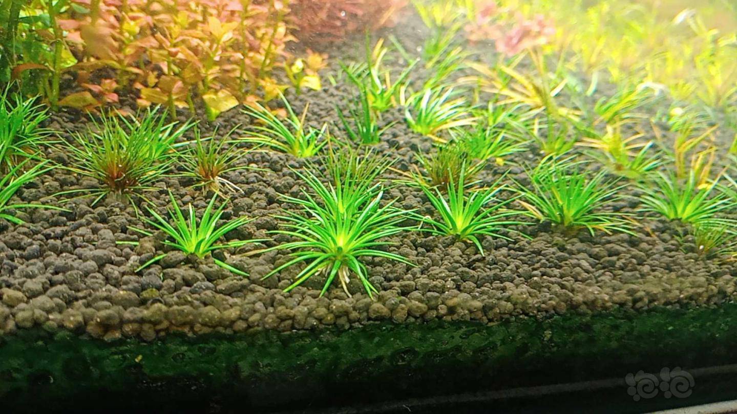 09霸王一棵35,白玉古精18一棵,喷泉太阳3元一棵