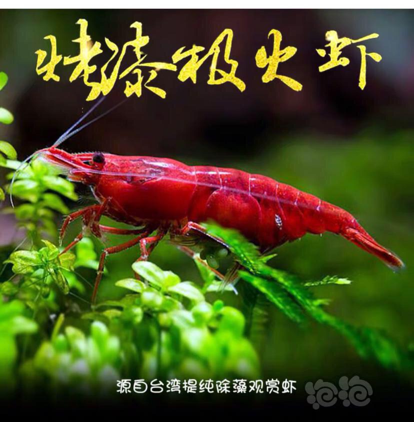 【虾】2020-2-23#RMB拍卖台湾烤漆极火虾-图1