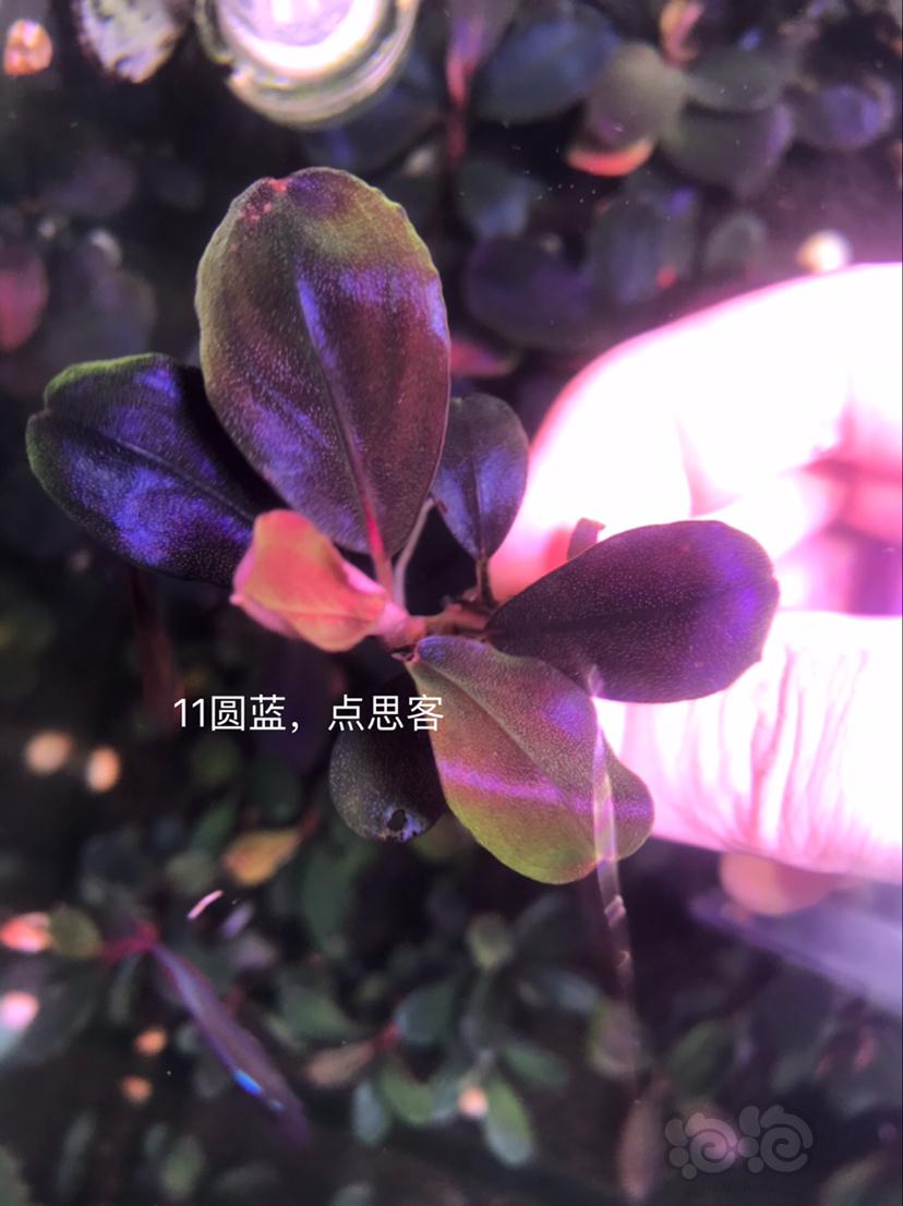 【辣椒榕】北京出售一组辣椒榕老货7颗。-图7