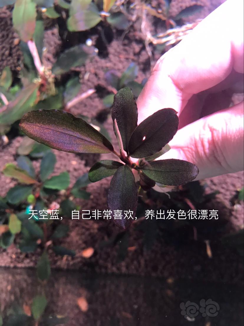 【辣椒榕】北京出售辣椒榕一组20颗，和全品【小橙兔螺】-图6