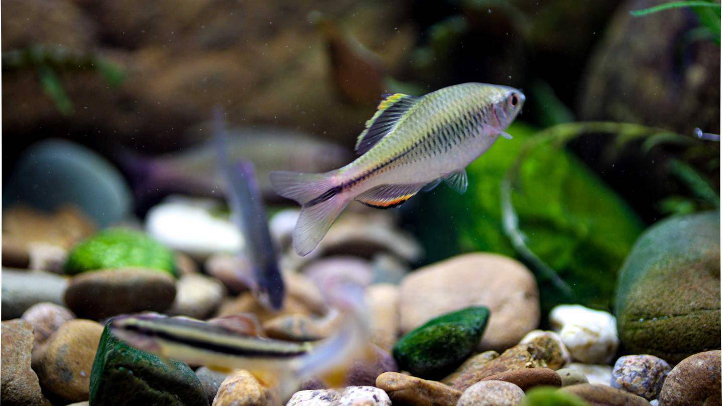 刚入手的原生鱼-广齐