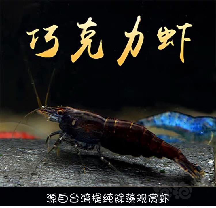 【虾】2020-2-22#RMB拍卖台湾黑巧克力虾-图2