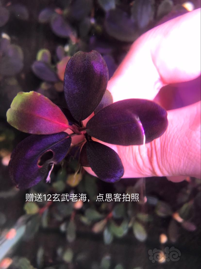 【辣椒榕】北京出售一组辣椒榕老货7颗。-图8