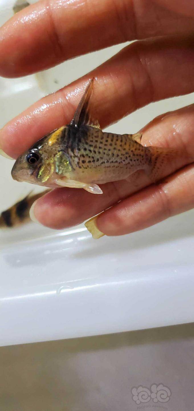 鼠鱼黑剑豹走一波