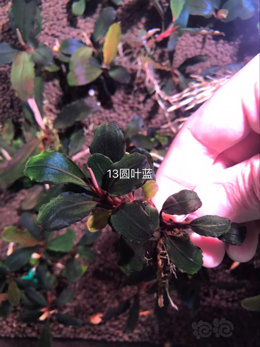 【辣椒榕】北京出售辣椒榕一组20颗，和全品【小橙兔螺】-图8