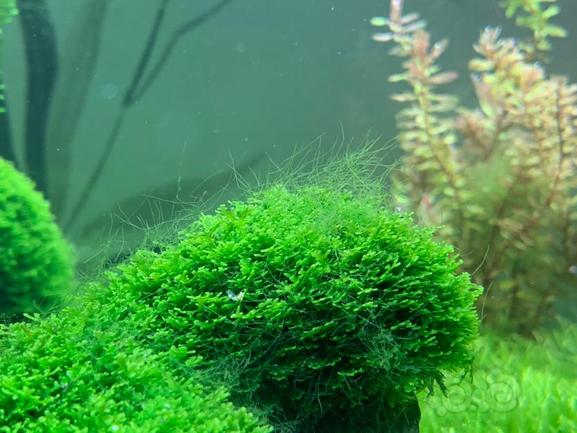 草缸常见藻类图片
