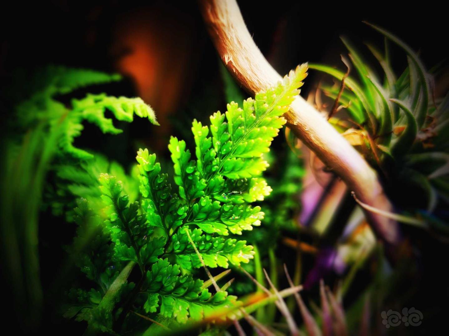 【雨林】雨林缸内的蕨类植物-图1