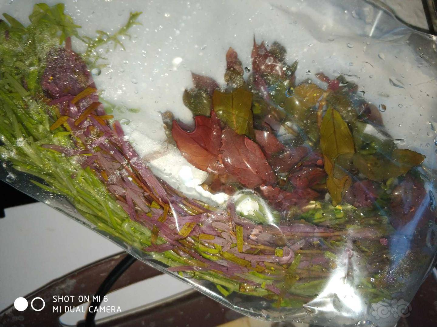 提问水草怎么暂时保存 泡泡水族