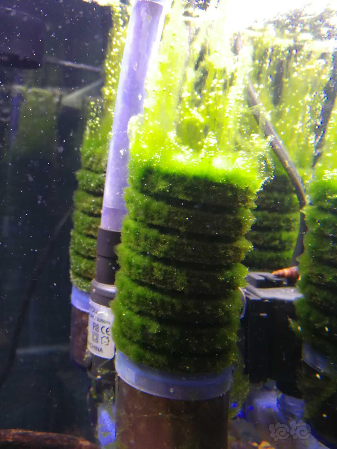 苏虾缸里的藻-图2