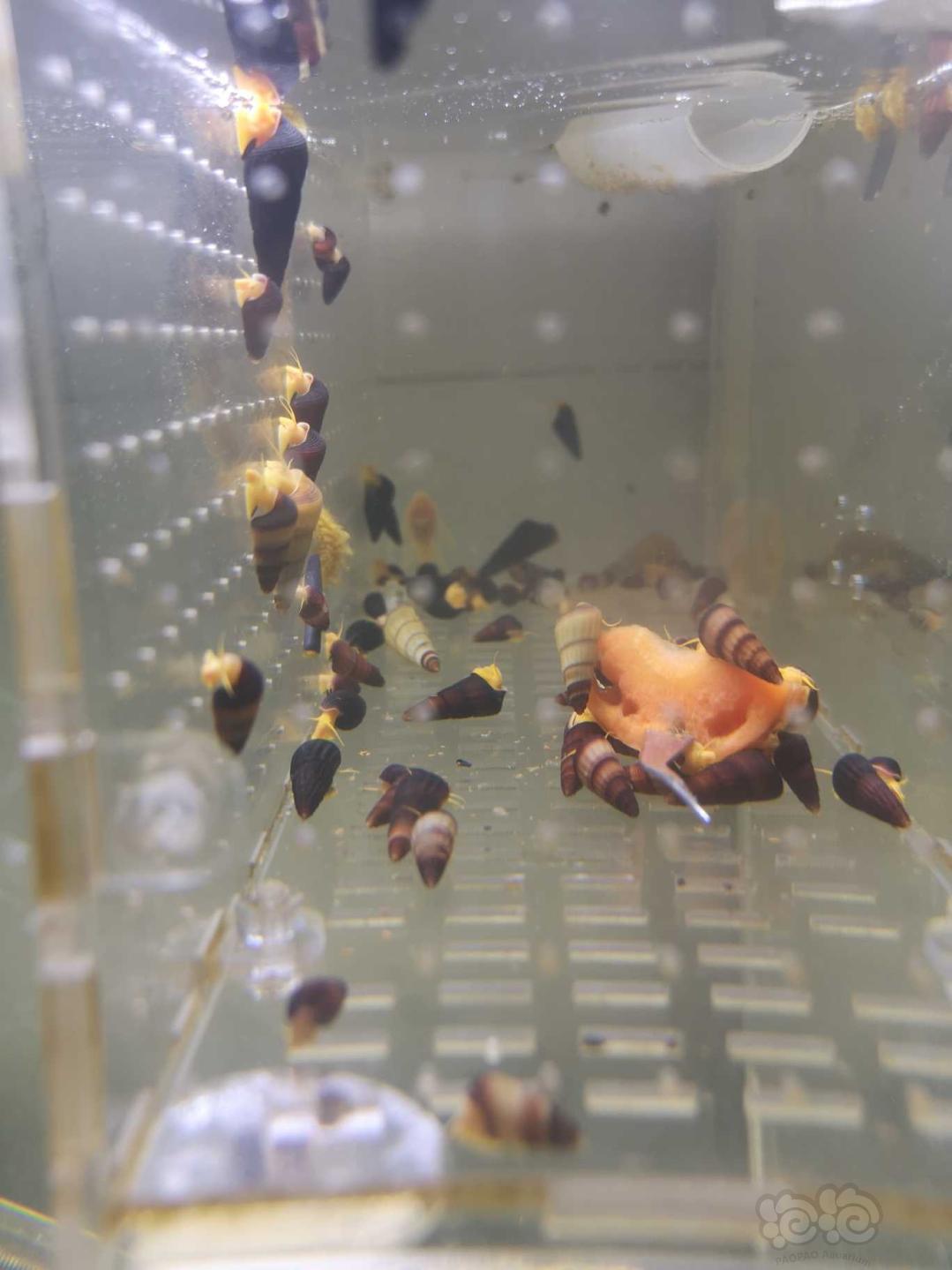 济南本地出小橙兔螺，母火山鳌虾，仅限自提-图2