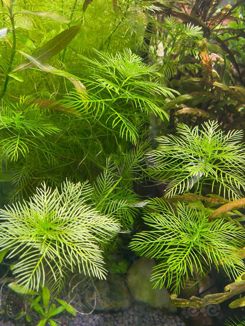 原来是雪花羽毛