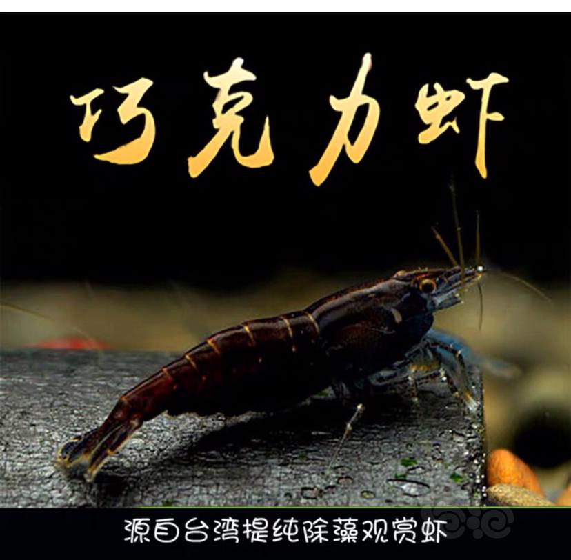 【虾】2020-2-22#RMB拍卖台湾黑巧克力虾-图1