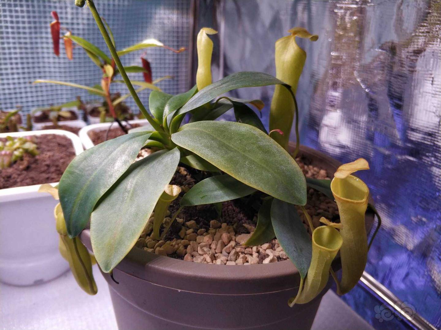 交流风铃猪笼草最喜欢的猪之一