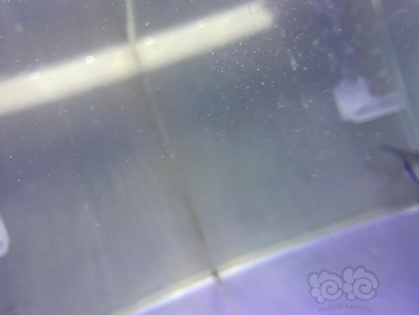 鱼缸缸壁有白绒绒图片