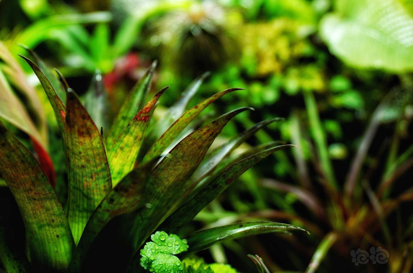 【雨林】更新一些我的雨林小缸内植物的照片-图8
