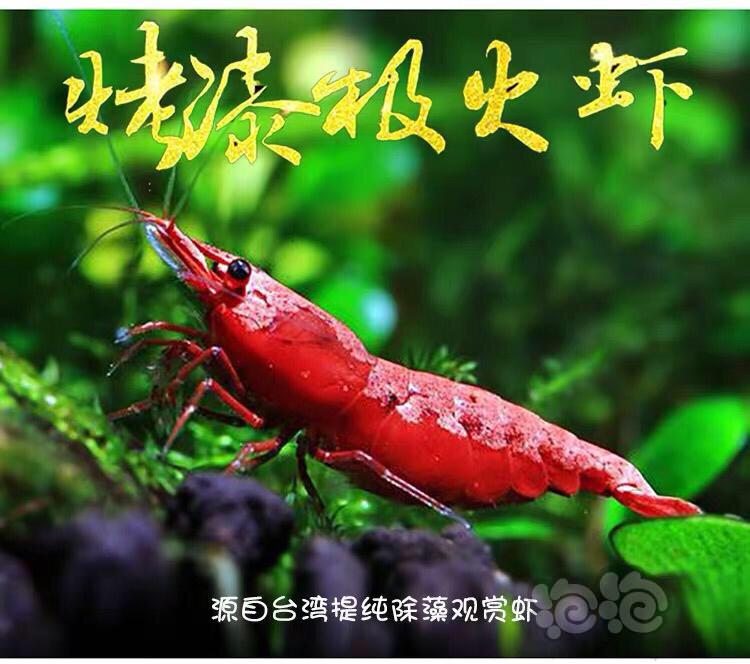 【虾】2020-2-22#RMB拍卖台湾烤漆极火虾-图2