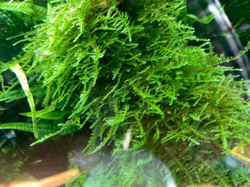 50块清一大包圣诞莫斯