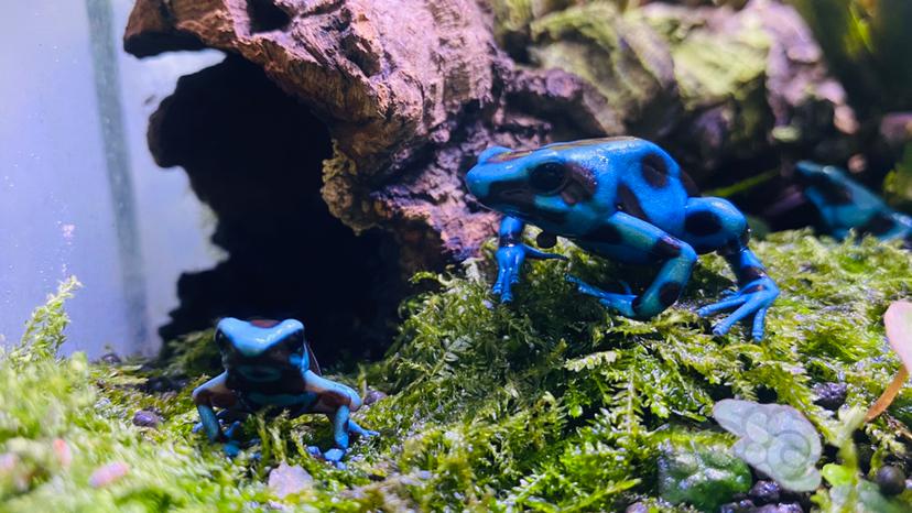 箭毒蛙 蓝色迷彩-图3