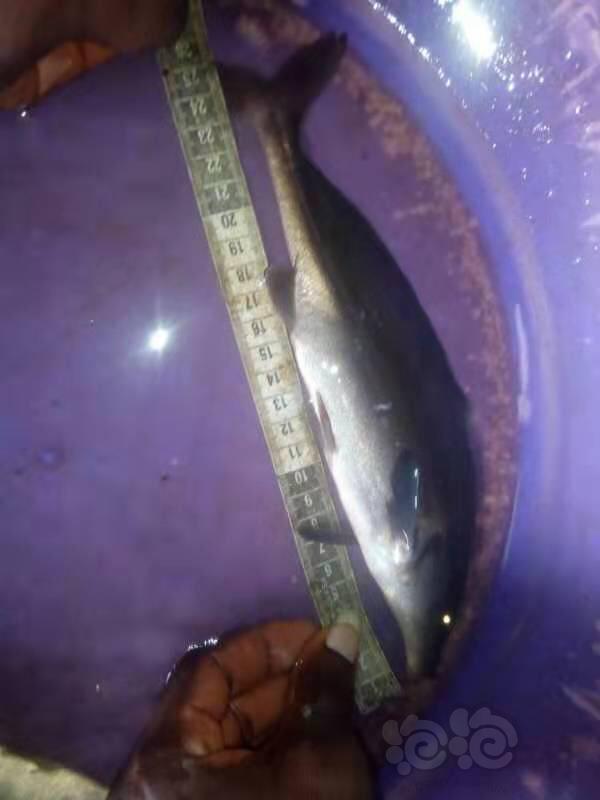 【其它】奈及利亚长吻海豚 古颌鱼-图1