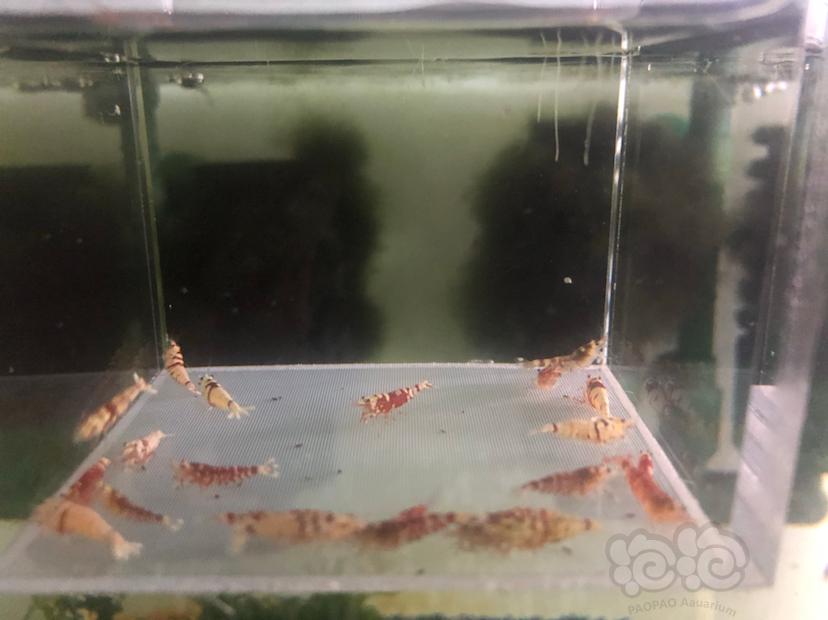 【虾】2020-02-23#RMB拍卖红花虎淘汰20只-图6