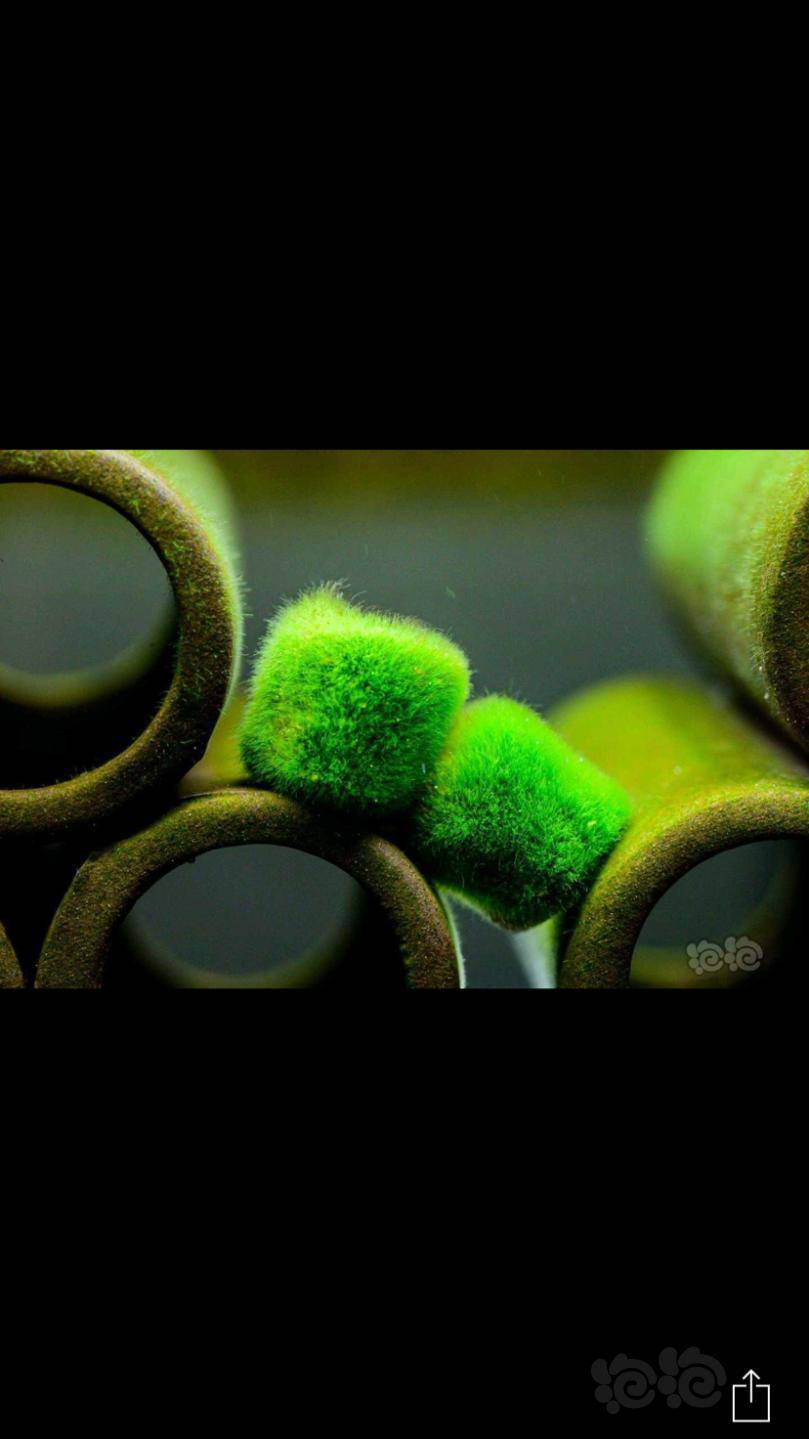 收真正的短绒藻加v联系