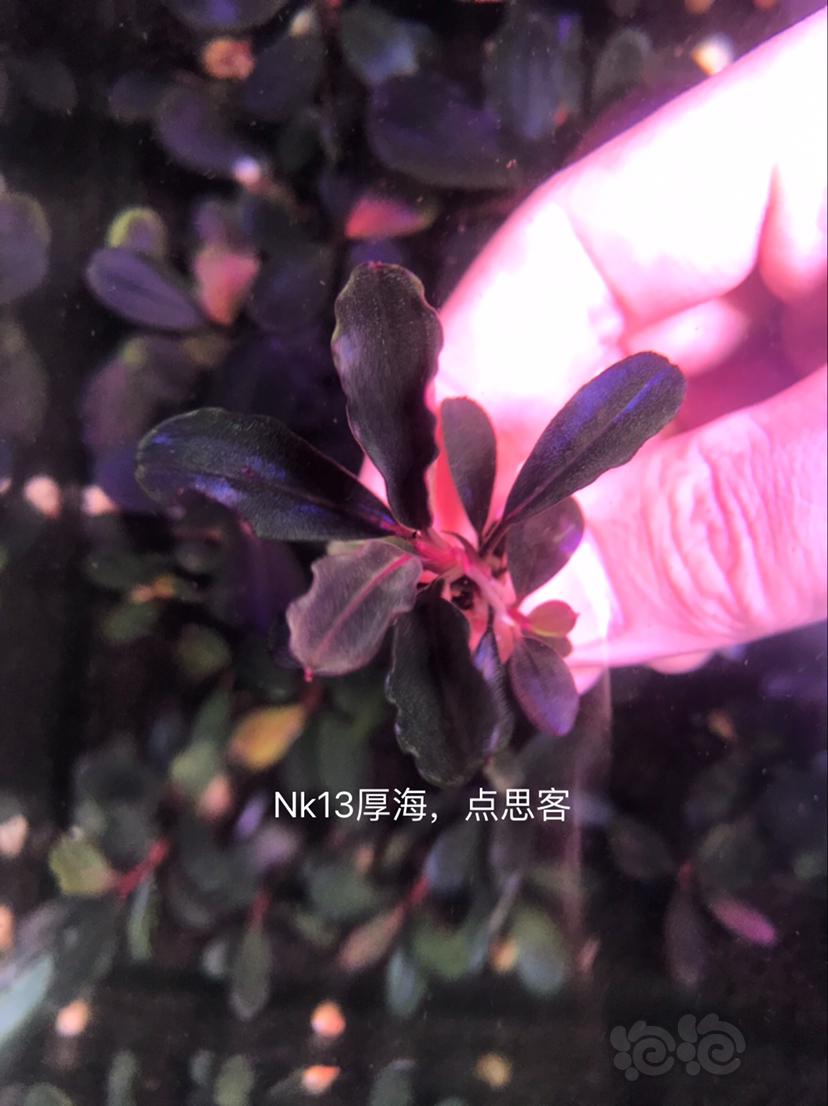 【辣椒榕】北京出售一组辣椒榕老货7颗。-图6