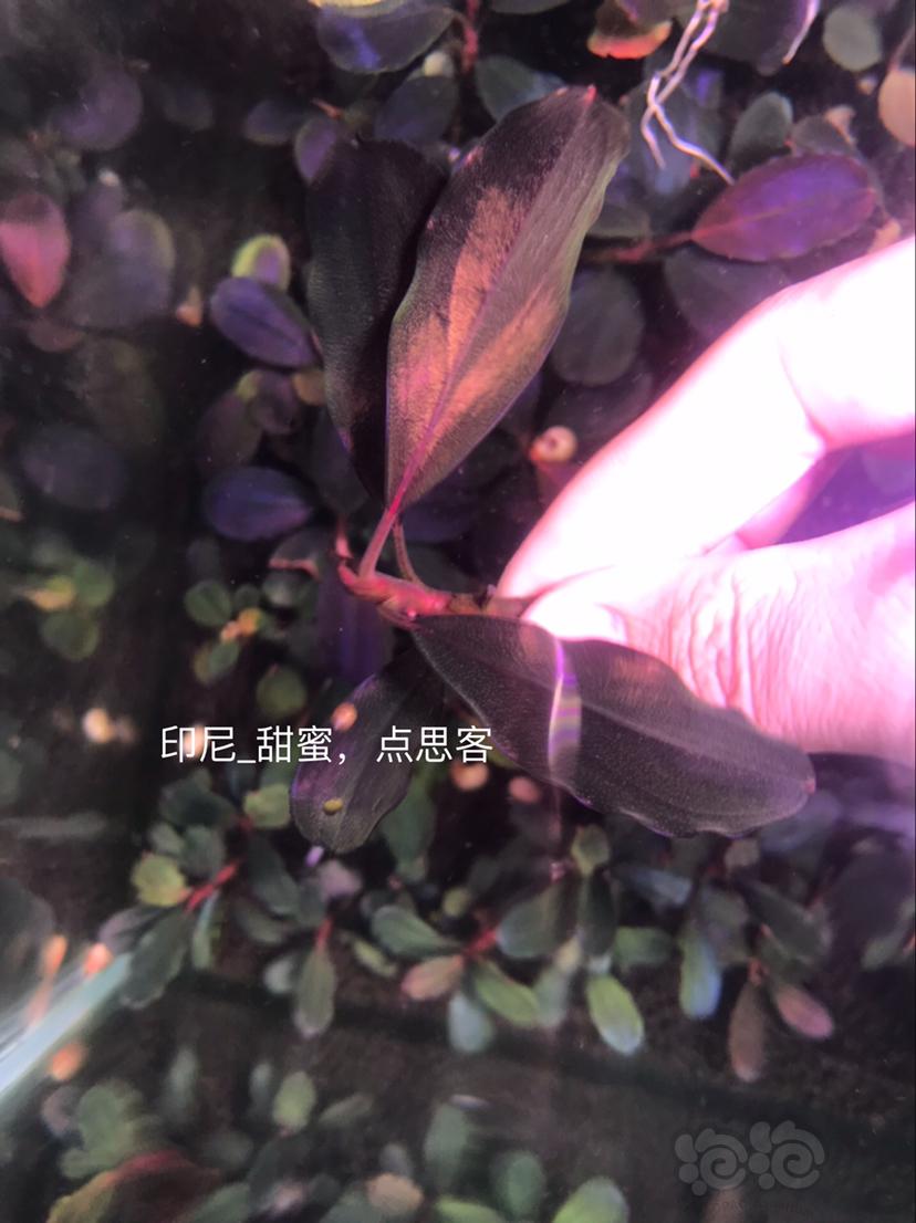【辣椒榕】北京出售一组辣椒榕老货7颗。-图4