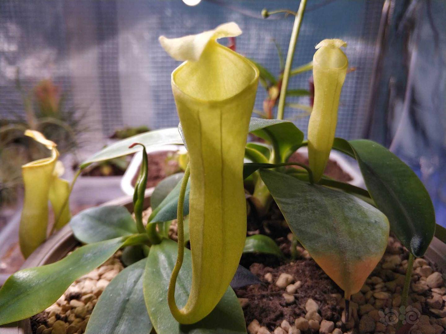 交流风铃猪笼草最喜欢的猪之一