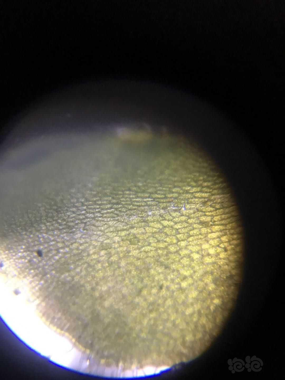 显微镜下的垂泪莫斯和怪蕨莫丝-图2