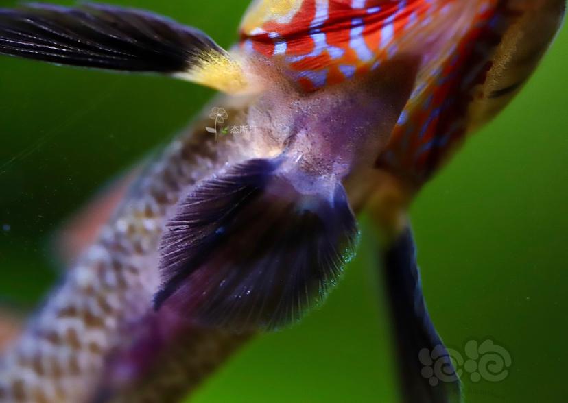 广西黄唇虾虎鱼-图2